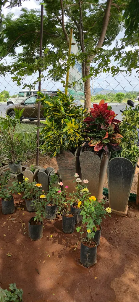 Nursery plants