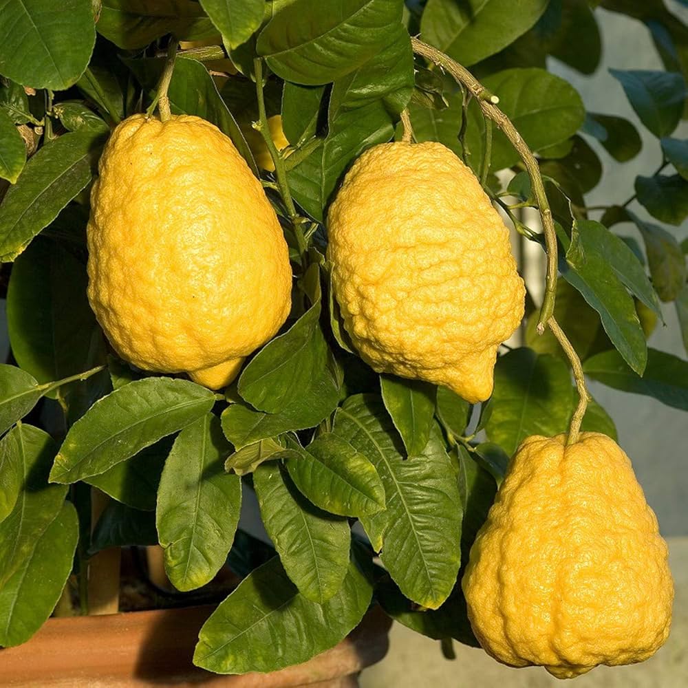 Citron Fruit (Narthangai)