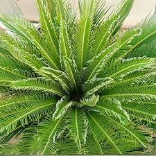 Sbetra (Cycas)