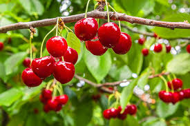 Barbados Cherry